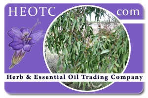 Eucalyptus-camaldulensis @ HEOTC.com