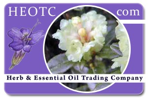 anthopogon | Rhododendron anthopogon @ HEOTC.com 