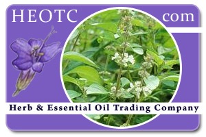 basil | Ocimum basilicum @ HEOTC.com