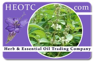 basil | Ocimum basilicum @ HEOTC.com