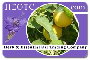 bergamot | Citrus bergamia @ HEOTC.com