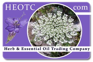 carrot-seed | Daucus carota @ HEOTC.com