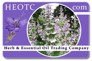 clary-sage | Salvia sclarea @ HEOTC.com