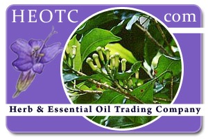 clove | Syzygium aromaticum @ HEOTC.com