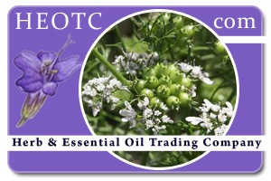 coriander | Coriandrum sativum @ HEOTC.com