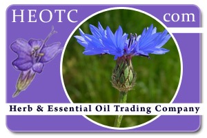 cornflower | Centaurea cyanus @ HEOTC.com