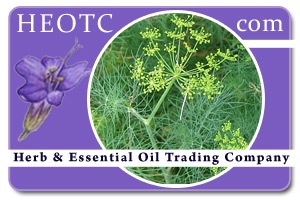 dill | Anethum graveolens @ HEOTC.com