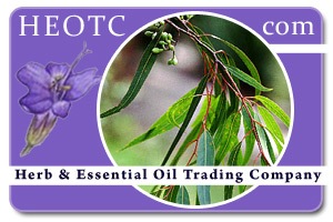 eucalyptus-citriodora @ HEOTC.com