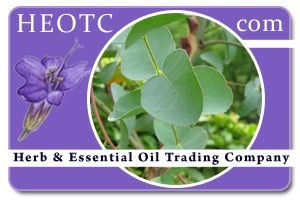 eucalyptus-globulus | Eucalyptus globulus @ HEOTC.com