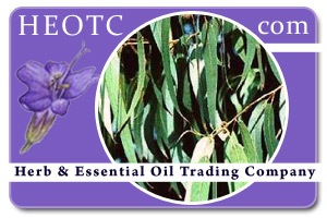 eucalyptus-radiata @ HEOTC.com