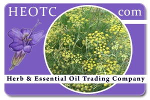 fennel | Foeniculum vulgare var. dulce @ HEOTC.com