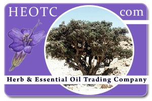 Frankincense | Boswellia serrata @ HEOTC.com