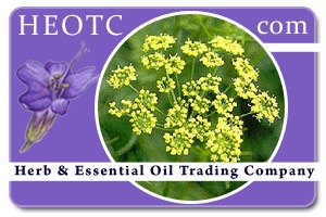 asafoetida | Ferula assafoetida @ HEOTC.com