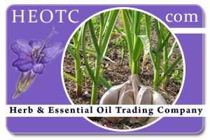 garlic | Allium sativum @ HEOTC.com