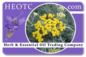 helichrysum | Helichrysum angustifolium @ HEOTC.com