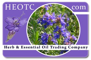 hyssop | Hyssopus officinalis @ HETOC.com